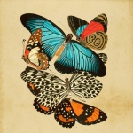 Vintage das borboletas