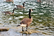 Canada Goose Standing On Rock