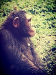 Chimpanseeaap in open dierentuin