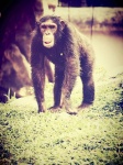 Csimpánzmajom nyitott állatkertben