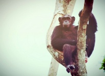 Maimuță de cimpanzeu în grădina zoologic
