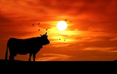 Silueta de puesta de sol vaca