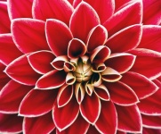 Dahlia virág piros