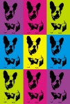 Kutya Francia Bulldog Pop Art