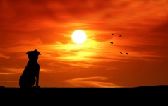 Hond kijken naar zonsondergang silhouet
