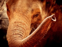 Gezicht van de olifant