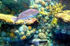Aquarium de poissons à Srisaket, Thaïlan