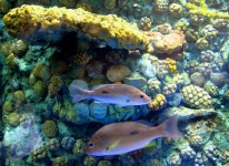 Aquarium de poissons à Srisaket, Thaïlan