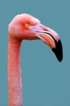 Flamingo fågelillustration