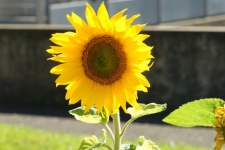 Floarea de floarea soarelui