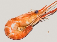 Fresh cooked shrimp background Seafood