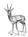 Gazelle Line Art