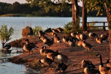 Geese On Lake Shore At Sunset 3