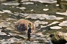 Gosling Swimming To Shore