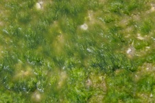 Algas verdes em água corrente