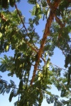 Gousses de graines vertes sur arbre Pape