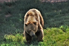Urso pardo andando na colina gramada