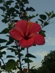 цветок гумамела