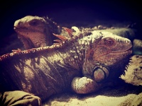 Dragão lagarto iguana no zoológico