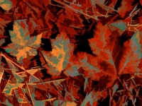 Maple Fall Leaves