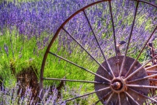 Wagon wheel in Lavender