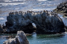 Rochas cobertas com pássaros marinhos