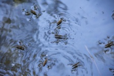 Bug-uri de apă