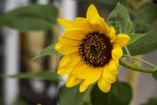 Isolated Sunflower Closeup