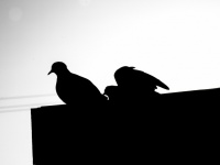 Silhouette de deux colombes en deuil