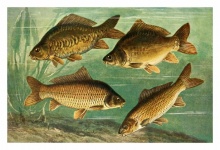 Vintage de peixes de água doce carpa