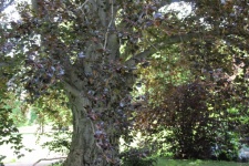 Lancut, Beech Tree