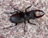 Large Beetle On A Doorstep