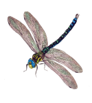 Dragonfly rocznika sztuki ilustracja