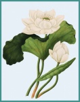 Arte vintage fiore di loto