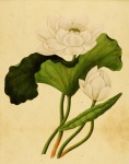 Lotus Flower Vintage Background