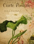 Lotus Flower Vintage Postcard