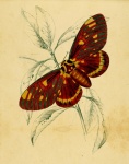 Moth Vintage Art Print