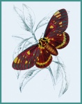 Impression d'Art Vintage papillon