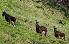 Cabras da montanha em uma escalada