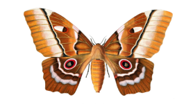 Nachtvlinder vlinder vintage