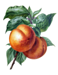 Frukt persikatappning gammal
