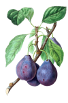 Prune de fructe prune vechi