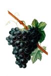 Gyümölcs szőlő vintage régi