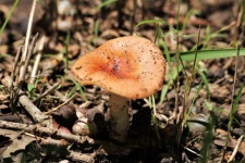 Orange Russula Mushroom Close-up