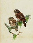 Owl Vintage Umělecká reprodukce