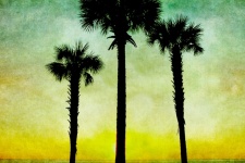 Drzewka Palmowe w sylwetce przy wschodem