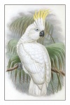 Papagal cocoș pasăre vintage