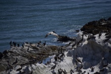 Pelicanos e corvos-marinhos