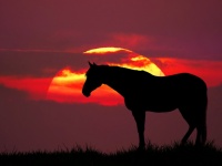 Cheval coucher de soleil prairie nature