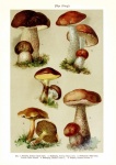 Cogumelos século vintage antigo